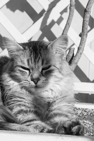Gato bonito com cabelos longos em relaxar em um jardim, raça siberiana — Fotografia de Stock