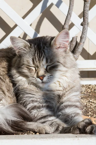 Красивая кошка с длинными волосами в саду, сибирская порода — стоковое фото
