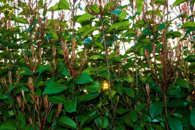 İlkbaharda fotinya bitkilerinde gün ışığı