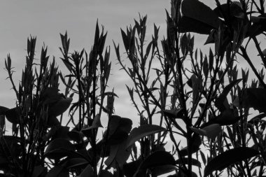 İlkbaharda bir bahçede fotinya bitkileri