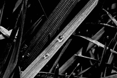 Baharda çiğ taneleriyle kapkara çimenler