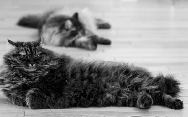 冬眠品种的长毛宠物，低过敏性的猫 — 图库照片