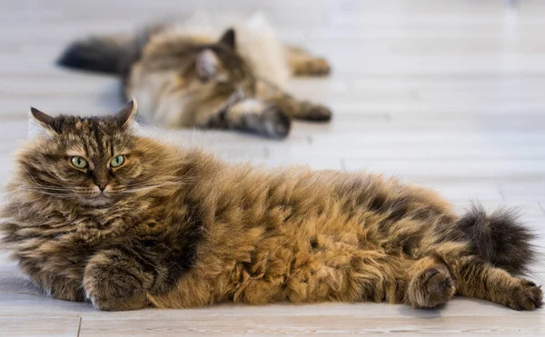 Długowłosy zwierzak rasy syberyjskiej, hipoalergiczny kot — Zdjęcie stockowe