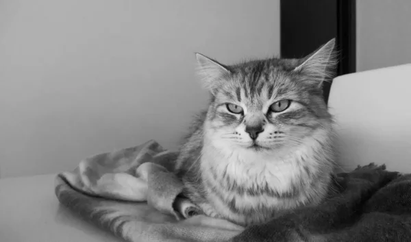Rozkošná stříbrná kočka sibiřského plemene v domě — Stock fotografie