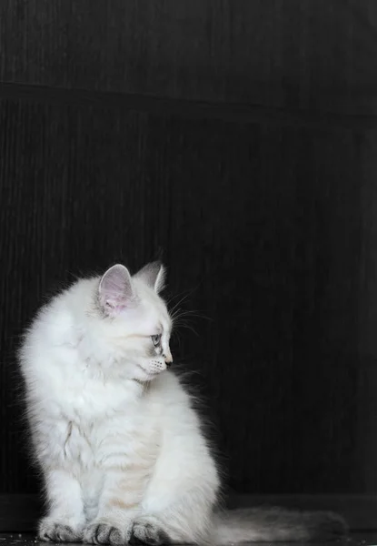 可敬的、长毛的、来自西伯利亚的小猫.纯种猫 — 图库照片
