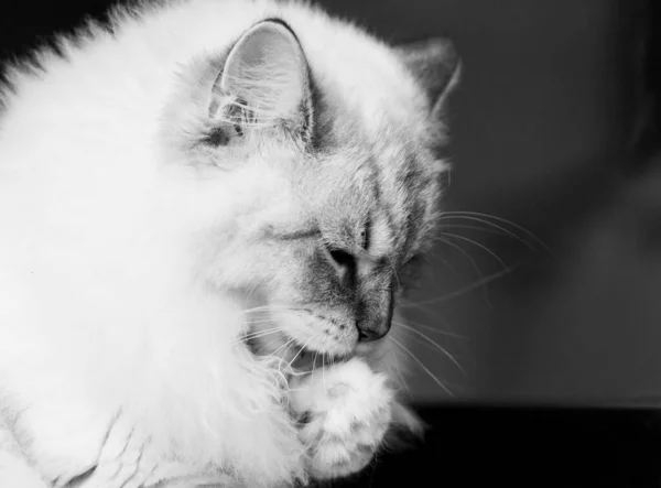 Schattig langharig katje van Siberisch ras. Gewone kat — Stockfoto