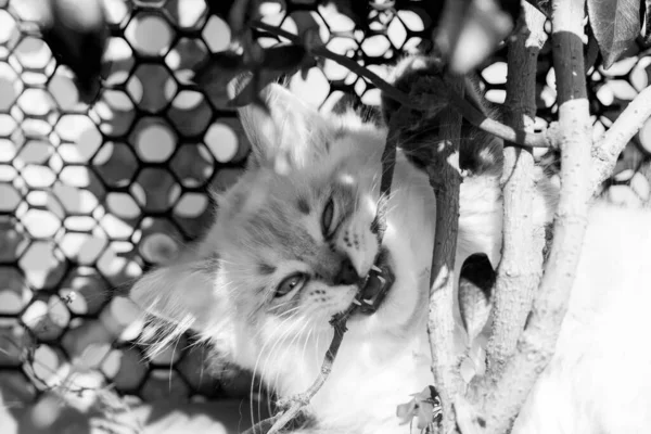입을 벌리고 있는 고양이 — 스톡 사진