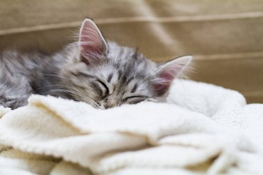 Sibirya cinsinden sevimli, uzun saçlı kedi yavrusu. Safkan kedi.