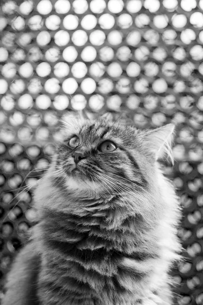 입을 벌리고 있는 고양이 — 스톡 사진
