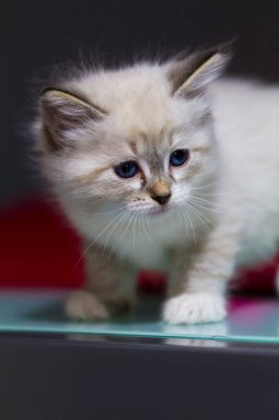 Sevimli kürk kedisi evde rahatlıyor, Sibirya cinsi.