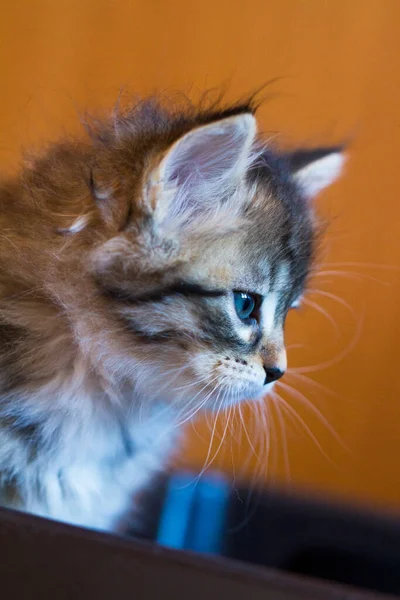 Adorable fur cat relaxes in the house, siberian breed — Stock Photo, Image