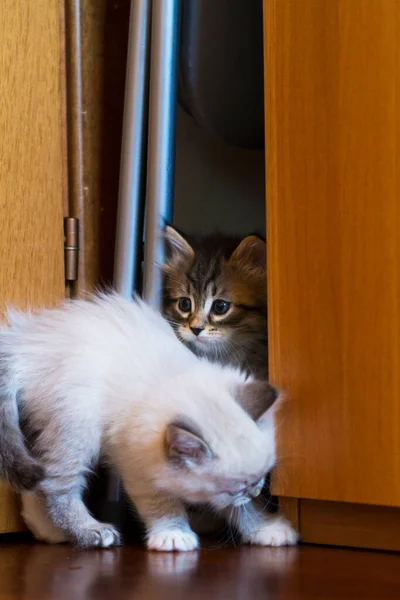 Rozkošná kožešinová kočka odpočívá v domě, sibiřské plemeno — Stock fotografie