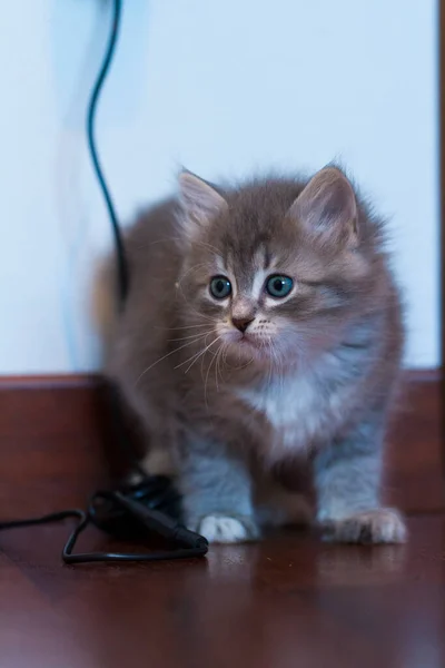 Adorable fur cat relaxes in the house, siberian breed — Stock Photo, Image