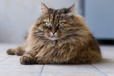 Gorgeous cat with long hair, siberian breed