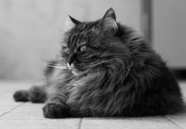 Gorgeous Cat Long Hair Siberian Breed — Foto Stock