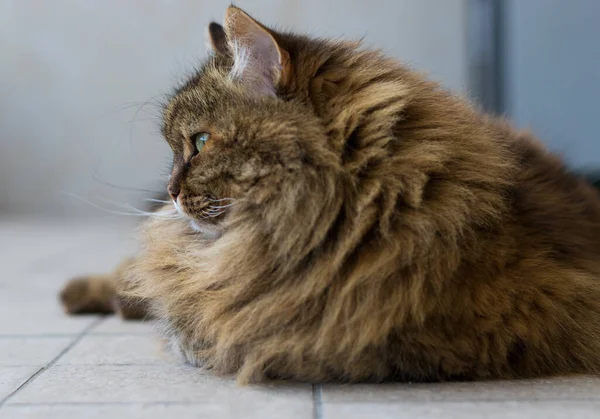 Gorgeous Cat Long Hair Siberian Breed — Stockfoto