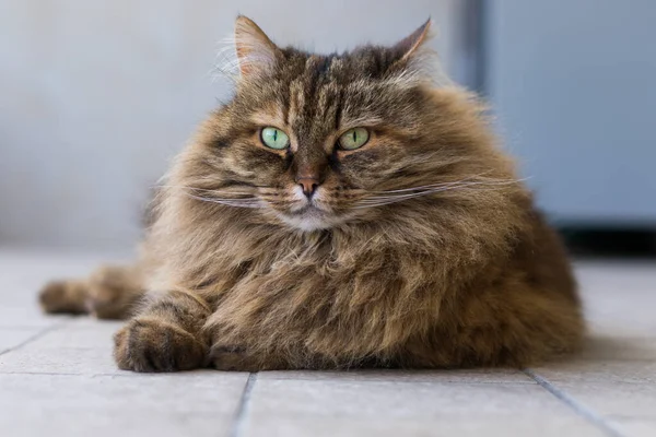 Gorgeous Cat Long Hair Siberian Breed Imagens Royalty-Free