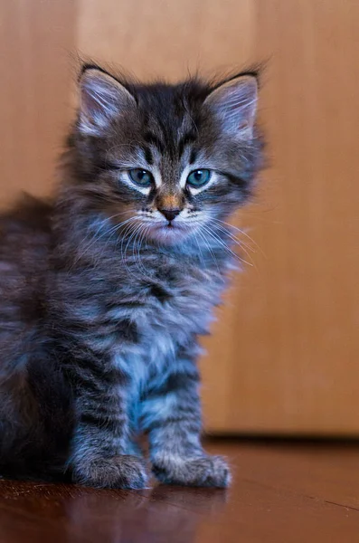 Entzückende Pelzkatze entspannt im Haus, sibirische Rasse — Stockfoto