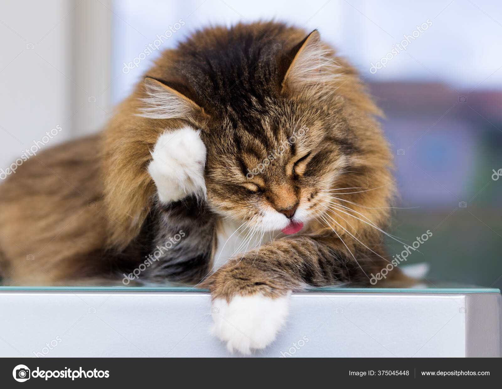 Chat Femelle Mignon Avec Les Cheveux Bruns Et Blancs Dans Le Temps De Nettoyage Image Libre De Droit Par Endomass C Chat Femelle Mignon Avec Les Cheveux Bruns Et Blancs Dans Le Temps De Nettoyage Image Libre De Droit Par Endomass C