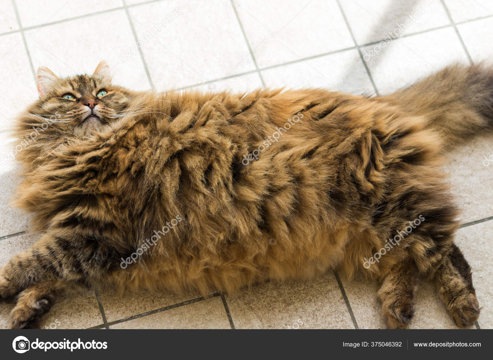 Orange Female Long Hair Cat Shop Long Haired Orange Tabby Kitten
