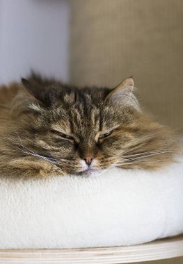 Kahverengi uskumru saçlı, tatlı bir dişi kedi.