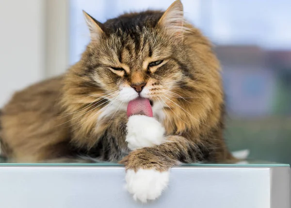 Temizlik zamanında kahverengi ve beyaz saçlı sevimli bir dişi kedi.