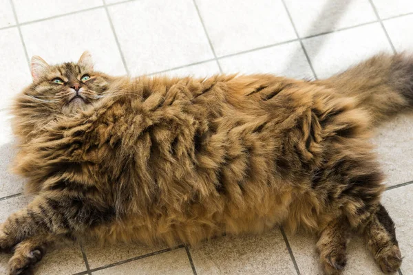 Carino gatto femmina con peli di sgombro marrone nel tempo di relax — Foto Stock