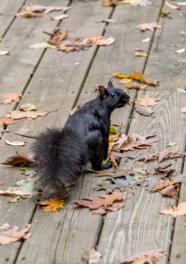 Güvertede sincap sorunu