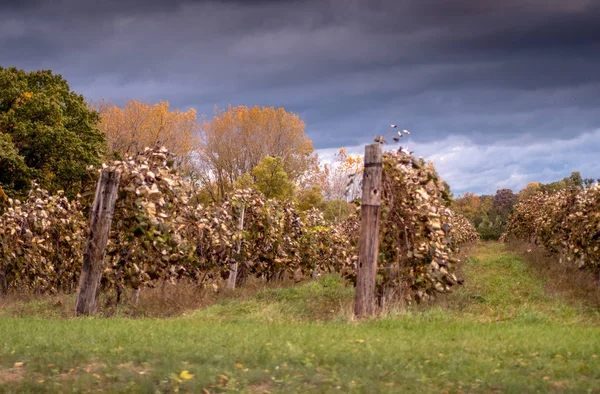Autumn at a Michigan winery — Stock Photo, Image