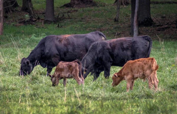 Krávy s novými telaty — Stock fotografie