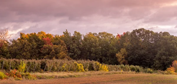 変化する葉とブドウの木の列と秋のパノラマ — ストック写真