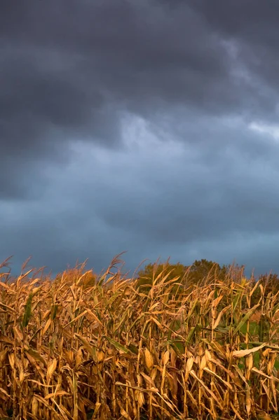 在狂风暴雨的秋天的天空下,玉米茎 — 图库照片