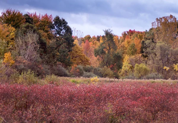 Colorida granja de arándanos en otoño —  Fotos de Stock