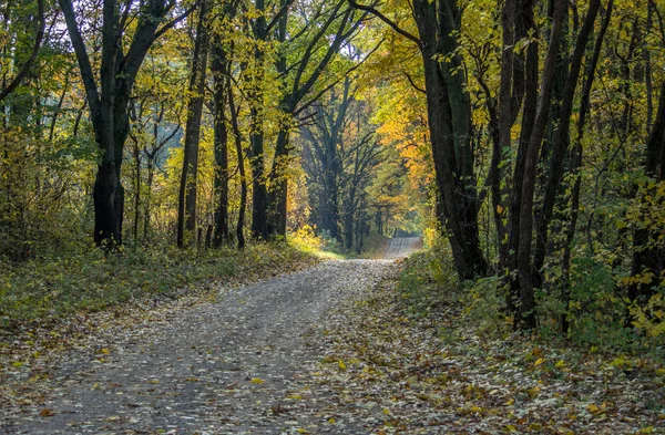 Zlaté a žluté lesy na podzim — Stock fotografie