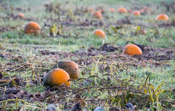 Sluiten van de herfst pompoenen in een ijzig veld — Stockfoto