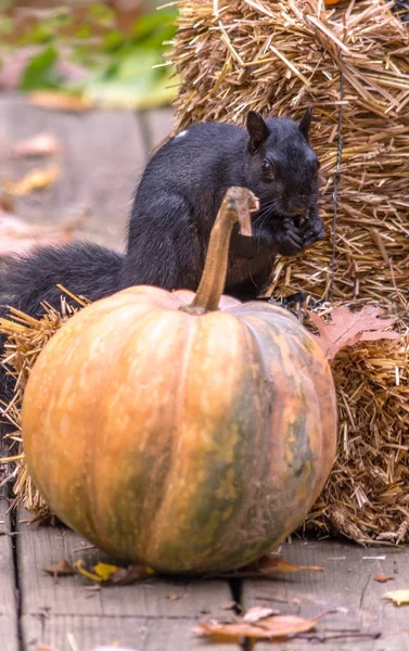 spooky squirrel sneaking up on a fall pumpkin