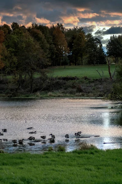 Gansos en un estanque al amanecer — Foto de Stock