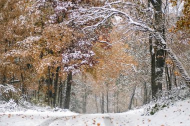 Karla kaplı renkli yapraklar.