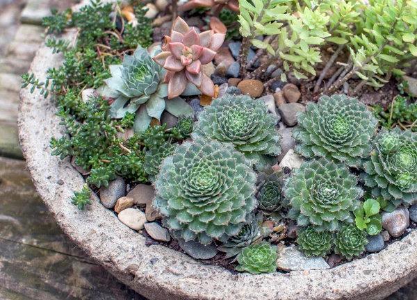 Plantas suculentas em uma tigela de pedra decorativa — Fotografia de Stock