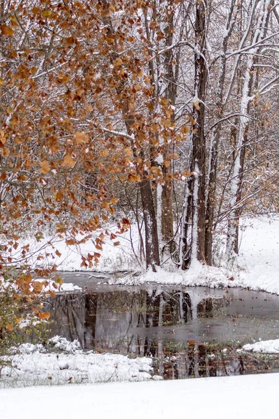 Copaci și iaz la începutul iernii — Fotografie, imagine de stoc