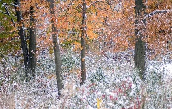 密执安州秋天的雪 — 图库照片