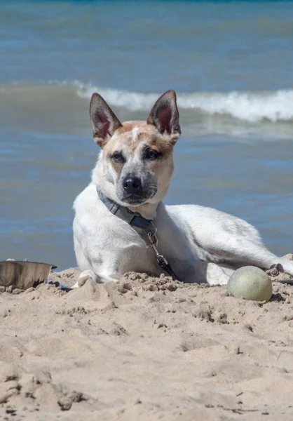 Скучная собака с мячом на пляже — стоковое фото