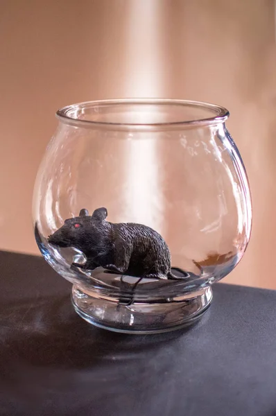 Krysa ve skleněné misce — Stock fotografie