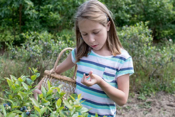 Young girl picks ripe blueberries — Stock Photo, Image