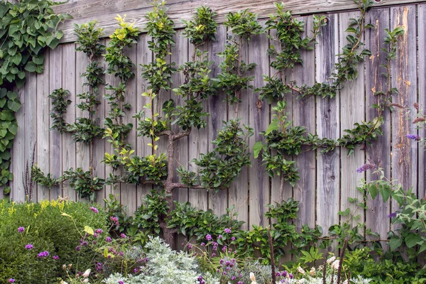 Pêra crescendo verticalmente em uma parede de madeira — Fotografia de Stock