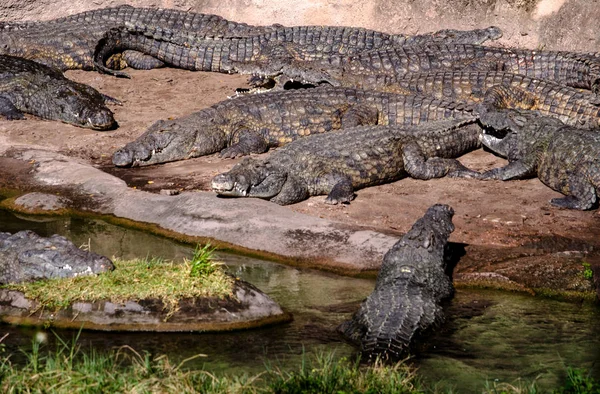 Large group of Florida alligators — Stock Photo, Image
