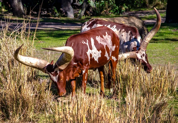 Long horned cows in a Habitat — Stok fotoğraf