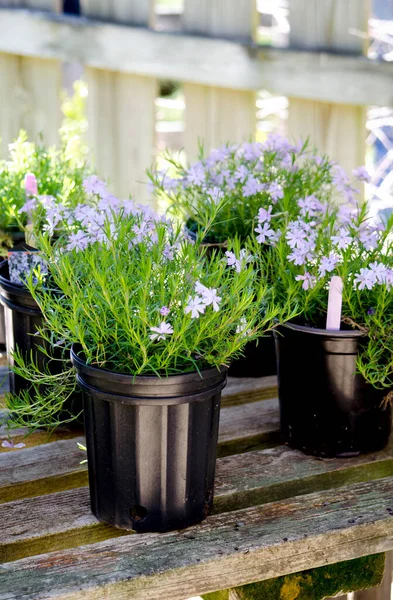 Töpfe mit Lavendelblüten zum Verkauf — Stockfoto