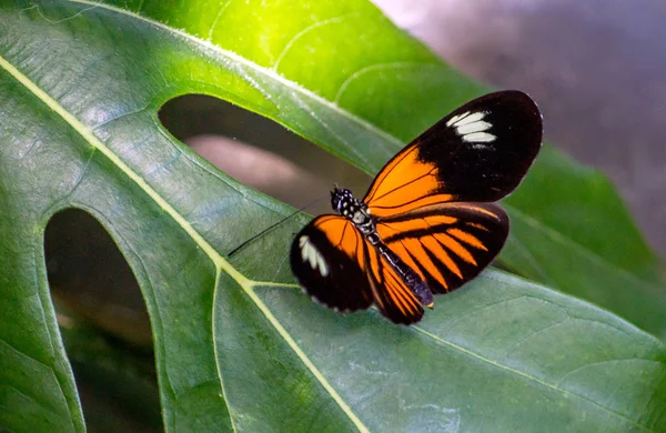 Orange and black Viceroy butterfly — ストック写真