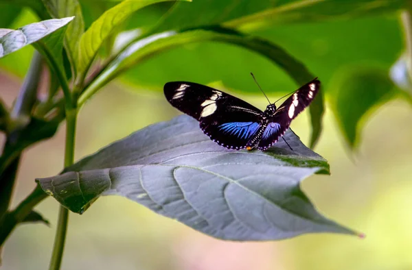 青と白の longwing 蝶 — ストック写真